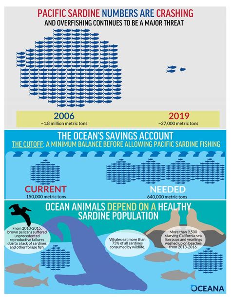 where are the sardines today|The Modern Day Pacific Sardine Collapse: How to Prevent a Future Crisis.